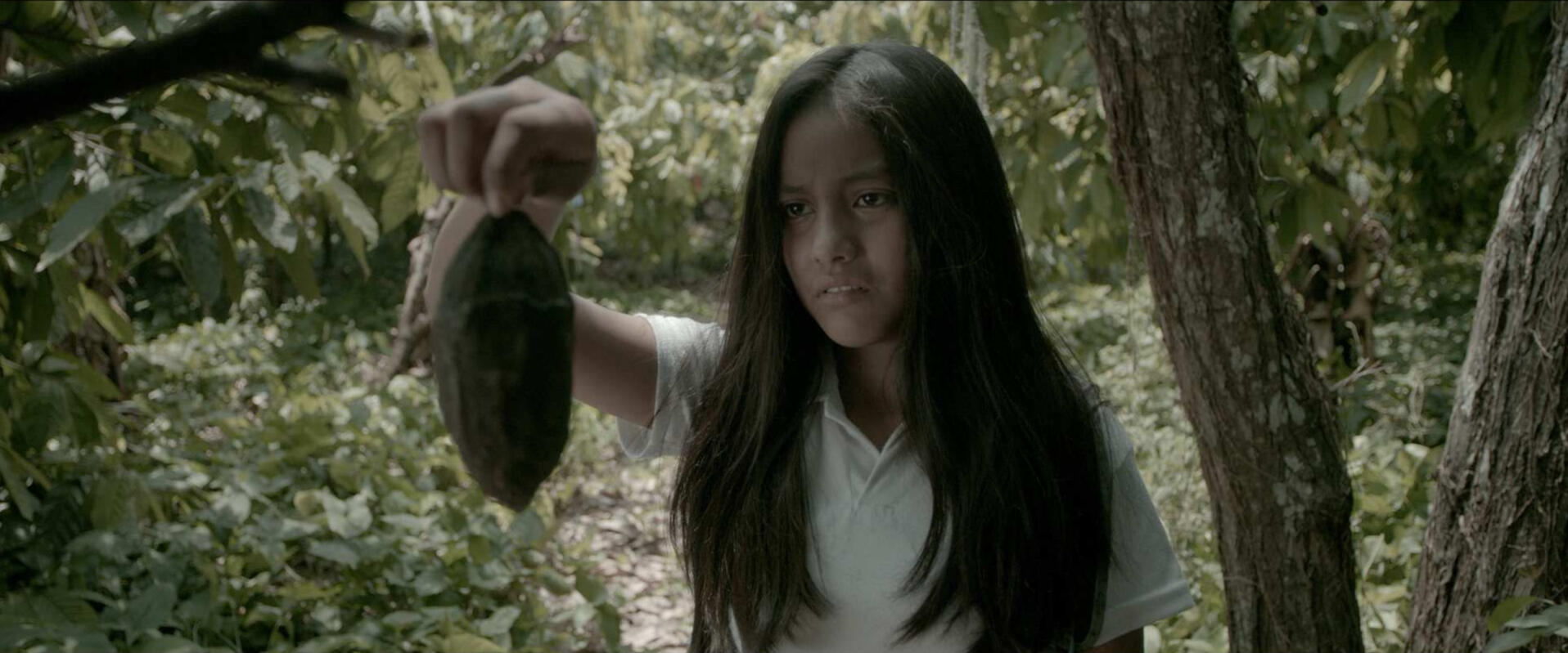 EL LLANTO DEL CACAO IMCINE